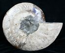 Large Inch Split Ammonite Pair #4366-6